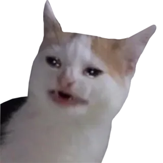😭 แมว, มีม, แมวร้องไห้, แมวเศร้า, ตลก, สัตว์, สัตว์เลี้ยง telegram sticker