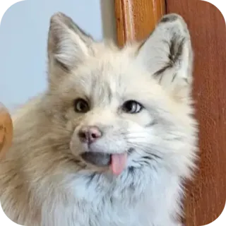 🤪 telegram sticker