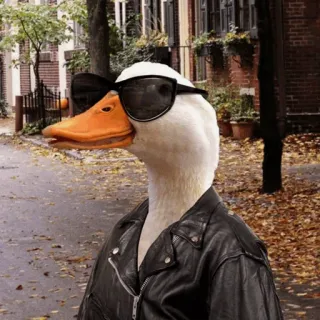 😎 pato, óculos de sol, jaqueta de couro, pássaro, animal telegram sticker