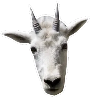 😰 goat, animal, mountain goat, wildlife, mammal telegram sticker