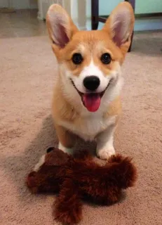 😄 corgi, anjing, hewan peliharaan, hewan, anak anjing, imut telegram sticker