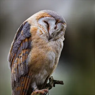 ❤ búho, pájaro, lechuza, durmiendo, fauna telegram sticker