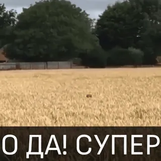 🤩 О ДА! СУПЕР telegram sticker