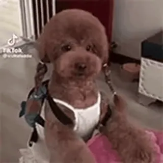🤔 cão, poodle, animal de estimação, animal, fofo, engraçado whatsapp sticker