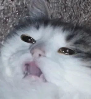 🥺 kucing, meme, hewan, lucu, peliharaan telegram sticker