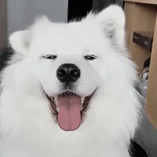 😀 perro, samoyedo, perro blanco, mascota, animal, lindo, animal doméstico telegram sticker