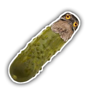 😳 pepinillo, pájaro, búho, gracioso, meme, animal, comida whatsapp sticker