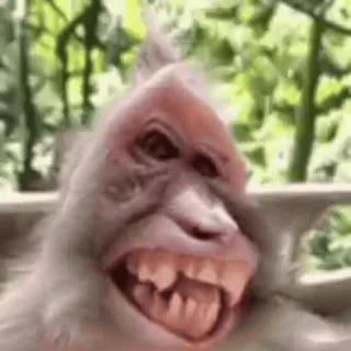 🌟 macaco, animal, primata, engraçado, meme, símios telegram sticker