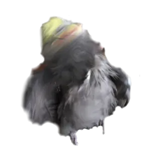 🌪 นก, ค็อกกาเทล, นกแก้ว, สัตว์, สัตว์เลี้ยง telegram sticker
