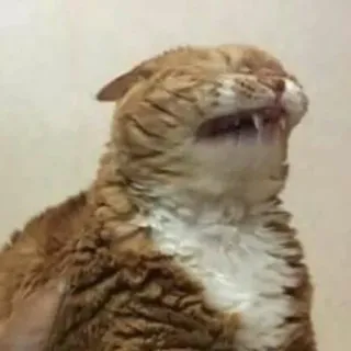 😊 cat, animal, pet, funny, meme, expression, teeth, scream telegram sticker