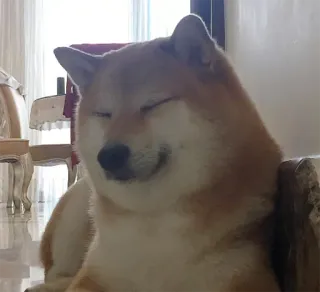 😴 chien, shiba inu, mignon, animal, animal de compagnie, joyeux telegram sticker