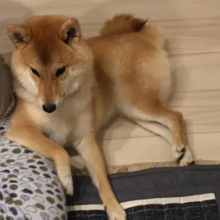 ☺️ anjing, Shiba Inu, hewan peliharaan, hewan, hewan peliharaan, mamalia, anjing whatsapp sticker