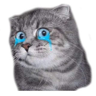 😭 แมว, ร้องไห้, เศร้า, สติกเกอร์, สัตว์, มีม telegram sticker