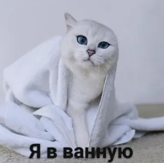 😏 Я в ванную mèo, tắm, khăn tắm, dễ thương, động vật telegram sticker
