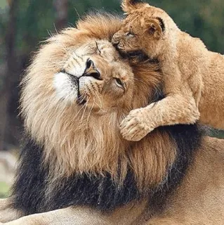 😍 львы, животные, природа, львёнок, нежный telegram sticker
