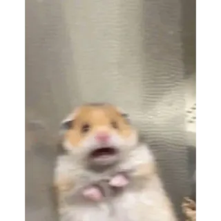 😀 hamster, ängstlich, tier, nagetier, süß whatsapp sticker
