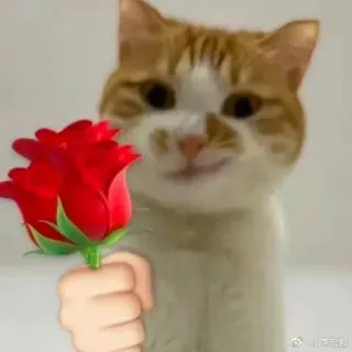 😉 แมว, กุหลาบ, น่ารัก, สัตว์, ดอกไม้, ความรัก, ของขวัญ telegram sticker