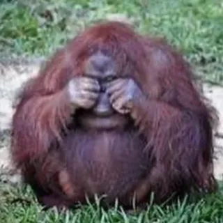 😭 scimmia, animale, orango, primate, coprirsi gli occhi whatsapp sticker