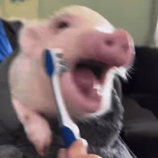 🐽 whatsapp sticker