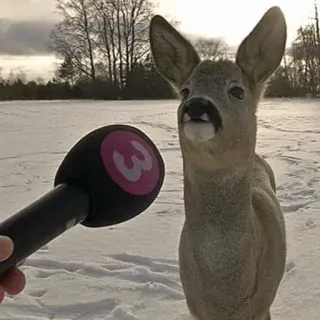 🎤 cerf, microphone, animal, interview, faune, neige, nature telegram sticker