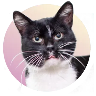 Подбери стикер здесь > @adoptapackbot telegram stickers