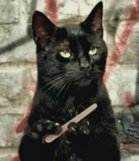 😌 кот, черный кот, нож, мем, животное telegram sticker