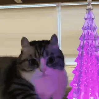 🎄 gatto, albero di Natale, animale, animale domestico, animale domestico, carino telegram sticker