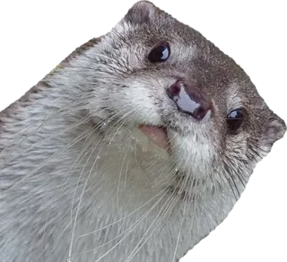 ⁉ wydra, zwierzę, słodkie, dzika przyroda, ssak telegram sticker