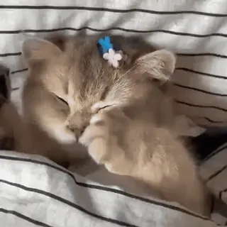 ➕ gato, gatito, durmiendo, lindo, animal, mascota telegram sticker