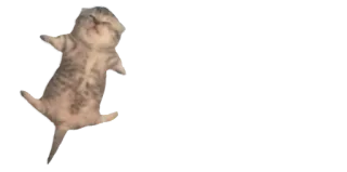 😵 gato, animal, fofo, engraçado telegram sticker