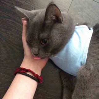 😋 кот, домашнее животное, язык, животное, милый, домашний telegram sticker