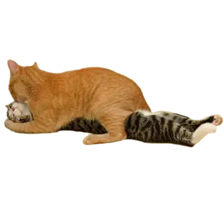 💏 cat, kitten, animals, domestic animals, pet, playing telegram sticker