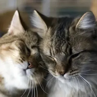 🥰 猫, 動物, ペット, ネコ科, 家畜, 猫好き, かわいい猫 telegram sticker