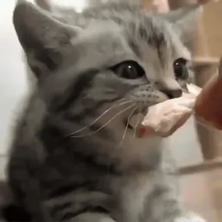 🥩 gattino, gatto, animale domestico, animale, carino telegram sticker
