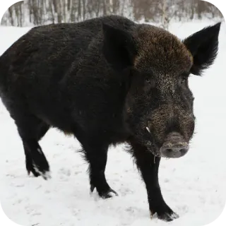 👍 Wildschwein, Tier, Wildtier, Schwein, Säugetier, Winter, Natur, Schnee telegram sticker
