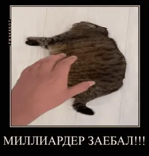 😡 МИЛЛИАРДЕР ЗАЕБАЛ!!! Katze, lustig, Meme, beleidigend, russisch, Text telegram sticker