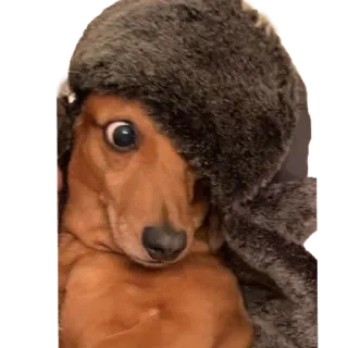 🙃 dog, cute, animal, pet, hat whatsapp sticker