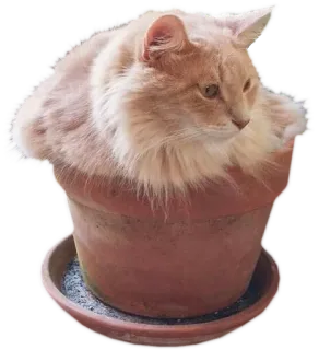 🐱 cat, flowerpot, pet, animal, cute, feline telegram sticker