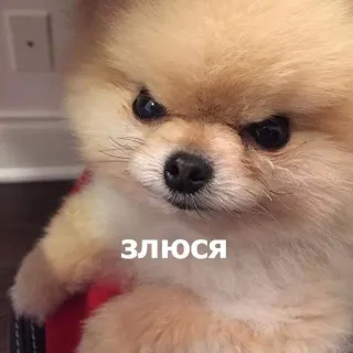 😠 ЗЛЮСЯ chien, poméranien, en colère, mignon, chiot telegram sticker