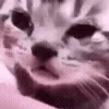 😿