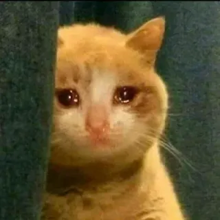 🔥 cat, sad, crying, animal, pet telegram sticker