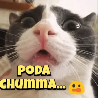 😂 PODA CHUMMA... kat, meme, grappig, dier telegram sticker