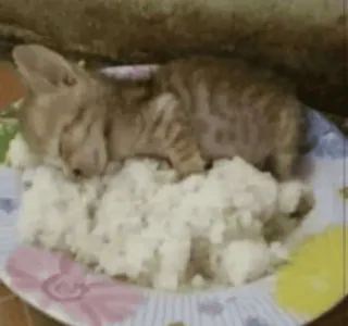 🦭 cat, kitten, sleeping, rice, food, cute, meme, funny telegram sticker