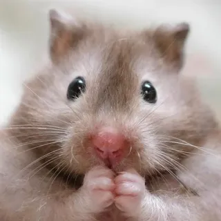 🫢 chomik, gryzoń, zwierzę domowe, słodki, zwierzę, mały, ssak telegram sticker