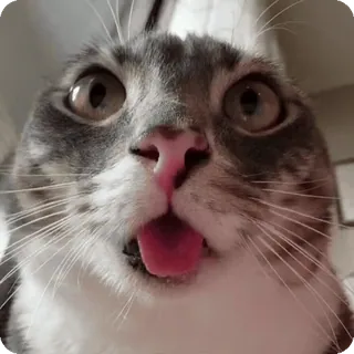 🤯 cat telegram sticker