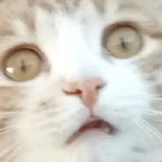 🤯 gatto, animale, animale domestico, gattino, felino telegram sticker