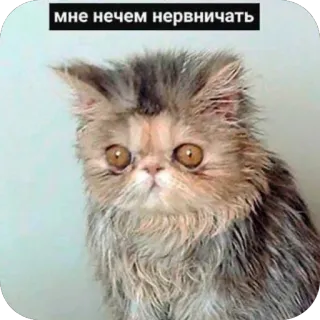 🫥 мне нечем нервничать cat, funny, meme, anxious, feline, pet, expression telegram sticker
