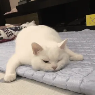 🤨 Katze, Tier, Weiße Katze, Haustier, Haustier, Katzenartig whatsapp sticker