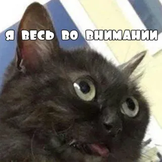 🤓 Я весь во внимании кот, мем, русский, внимание telegram sticker