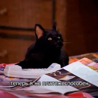 Cat Salem telegram stickers